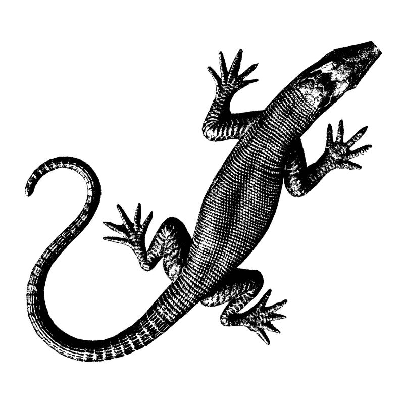 Grafik einer Eidechse