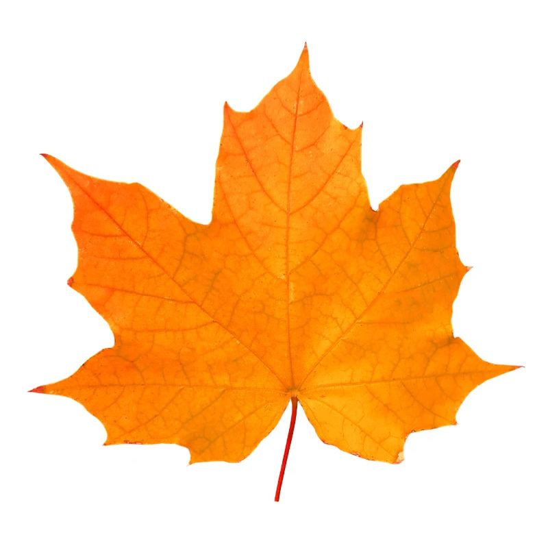 maple
