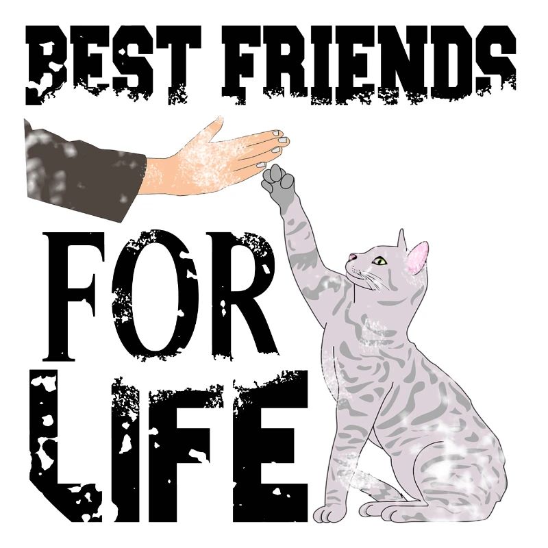 Katze Katzen