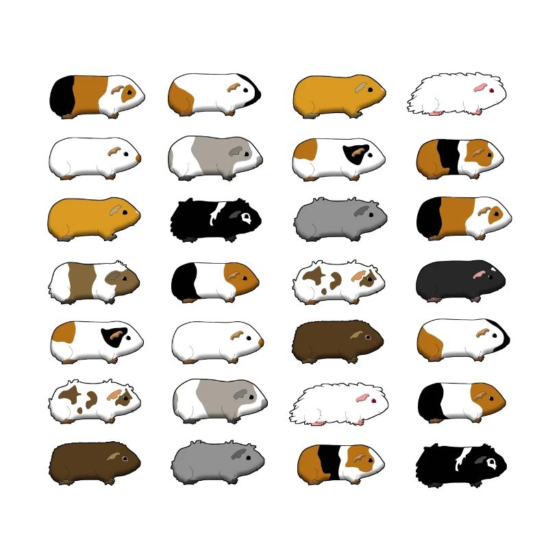 Cochons d'Inde d'affilée