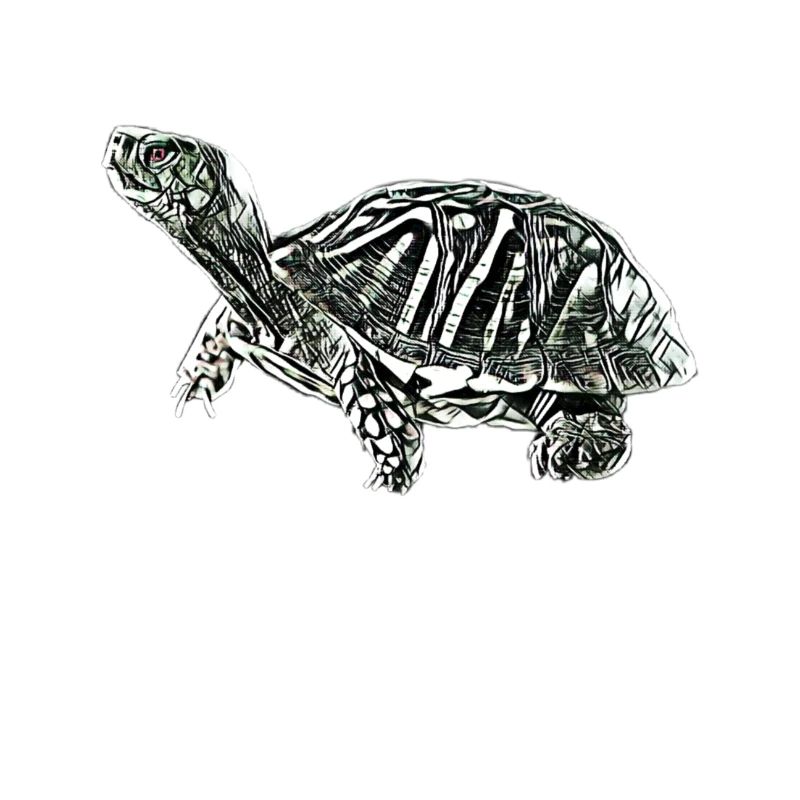 turtle
