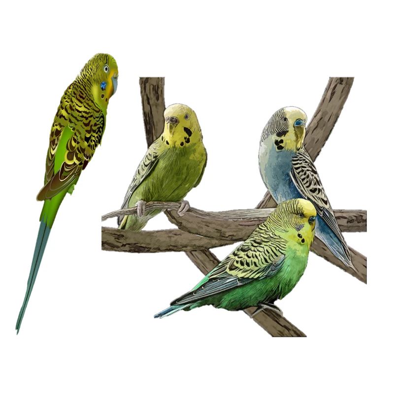Budgerigars