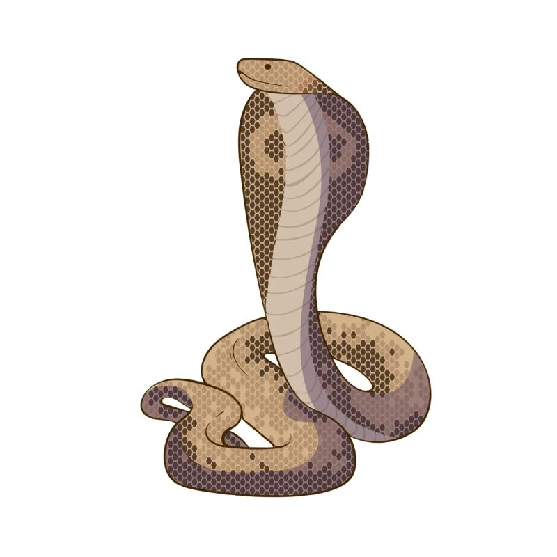 Serpent Cobra