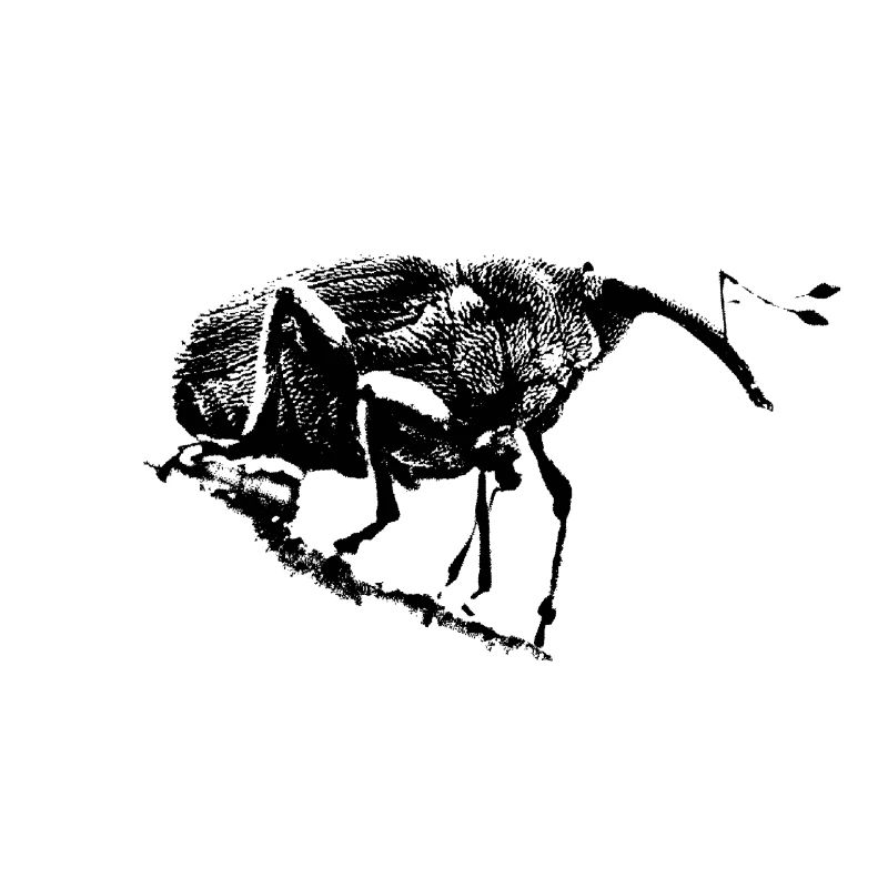 Perceuse à glands / Charançon / Insecte