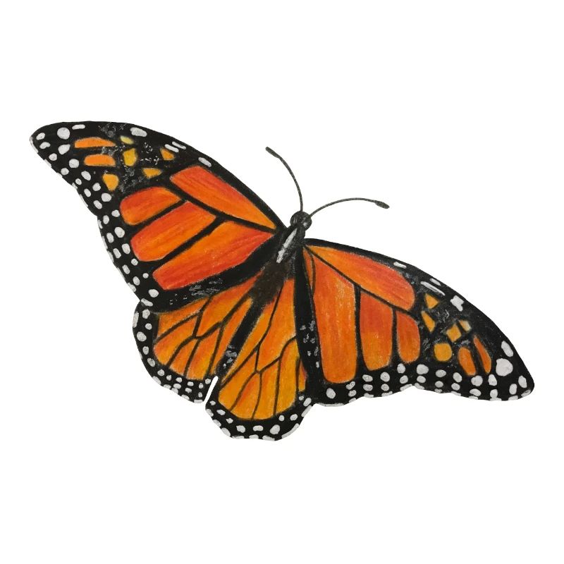 Papillon Monarque Papillon Entomologiste Errant Fold