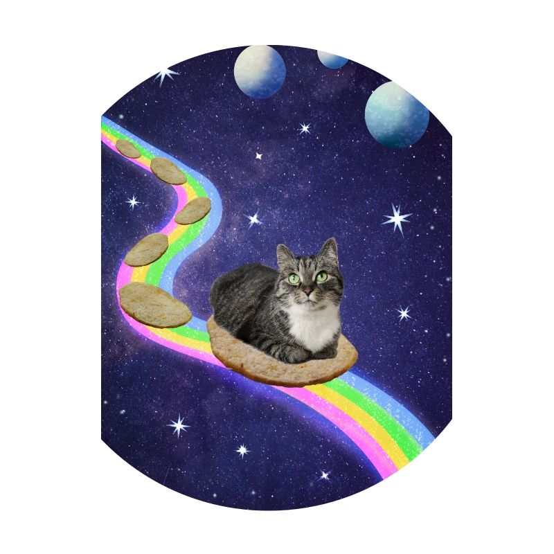 Mignon chat de l’espace