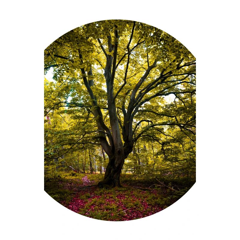 The tree