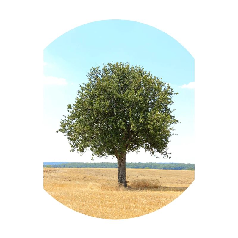 Tree, Environment, Nature