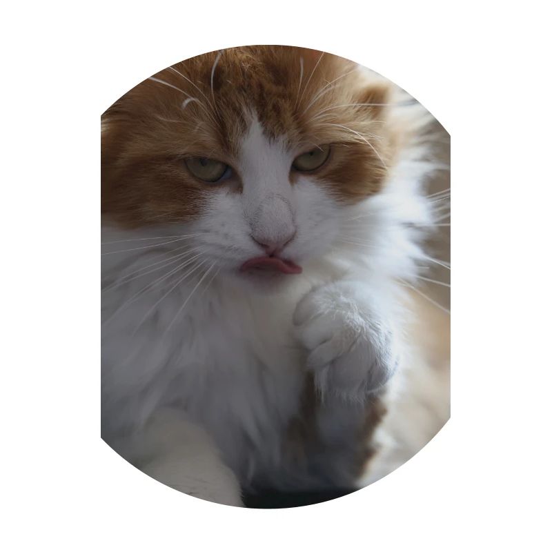 A long-haired cat staring at us