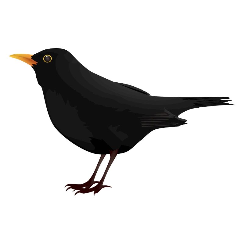 Amsel Drossel Star Vogel Geschenk Geschenkidee