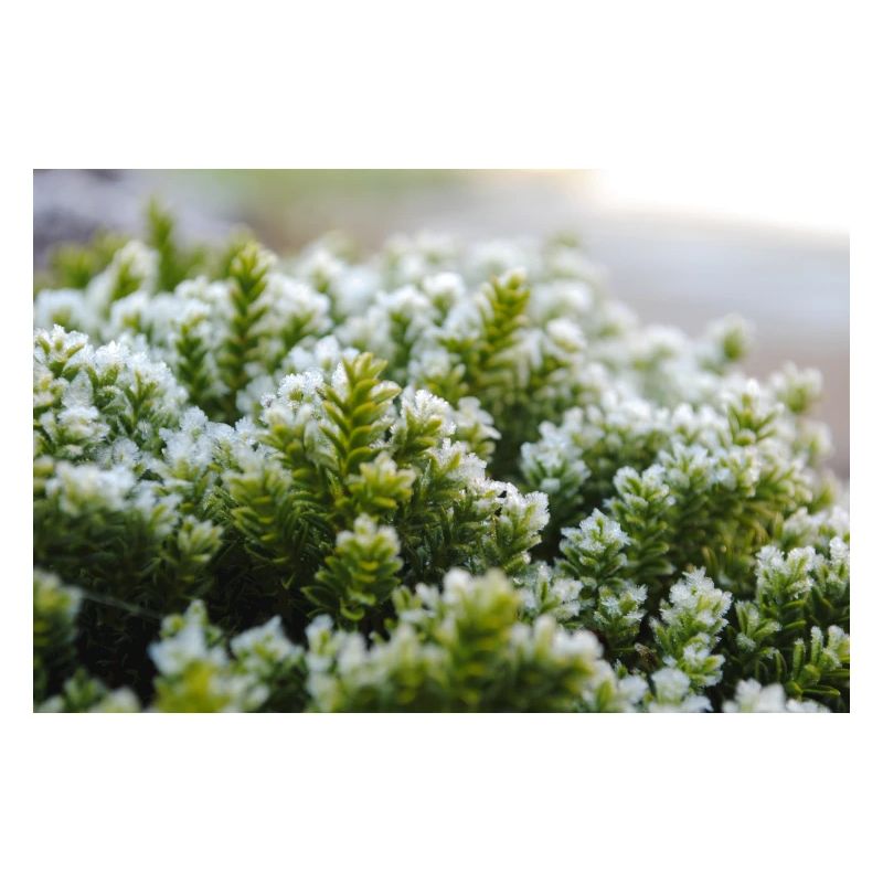 Moss nature macro shot