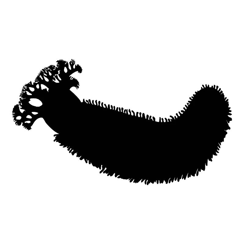 Concombre de mer océan idée cadeau plongée créatures de la mer