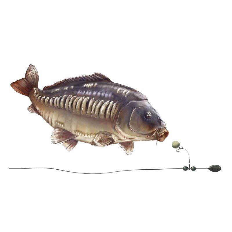 Spiegelkarpfen-Chod-Rig-Angeldesign