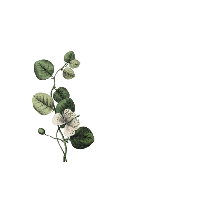 Nummer 48 Grüne Blumen - 48. Blumengeburtstag