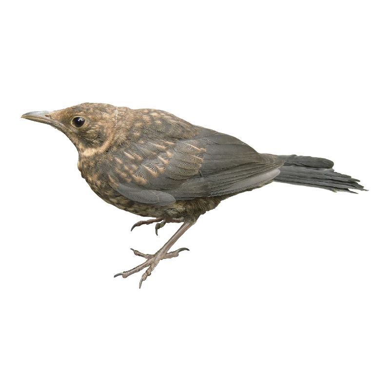 Amsel Jungvogel