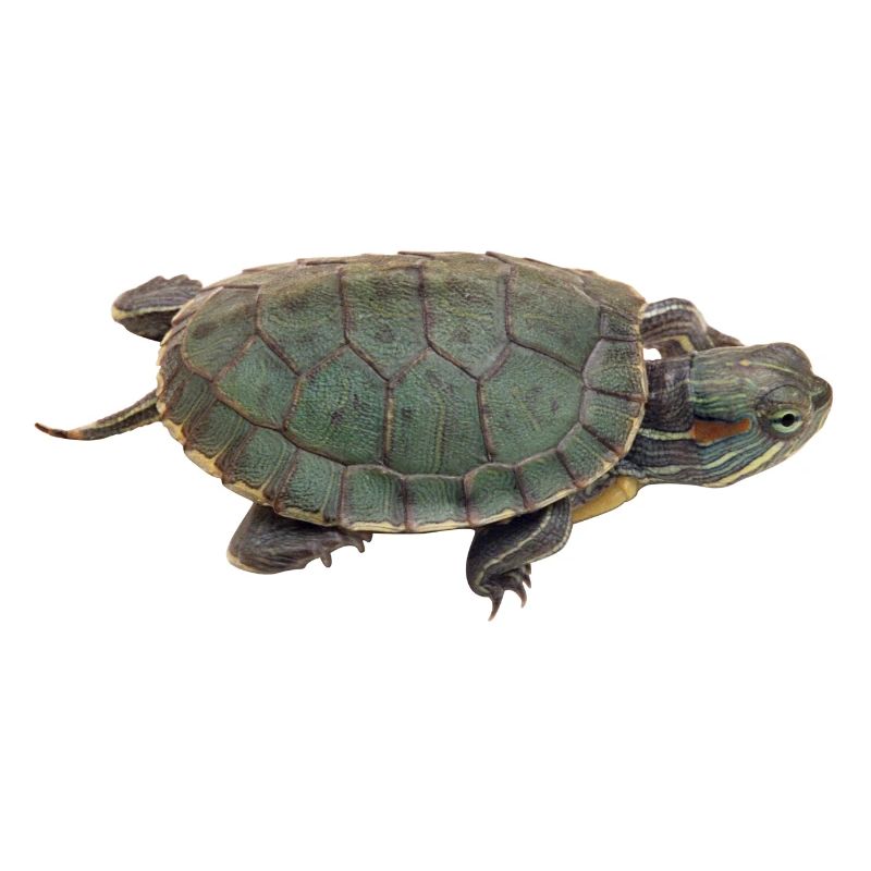 turtle tortoise animals animals4