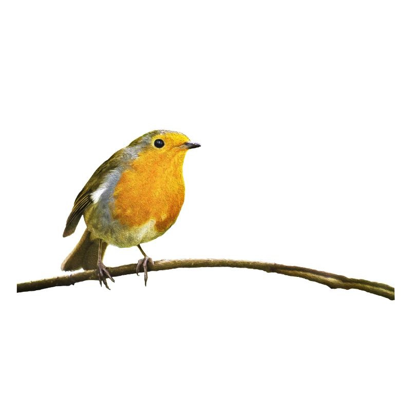 Robin