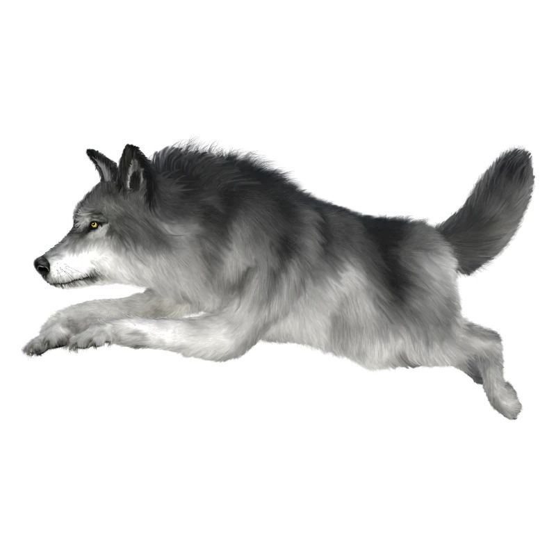 Grey wolf runs