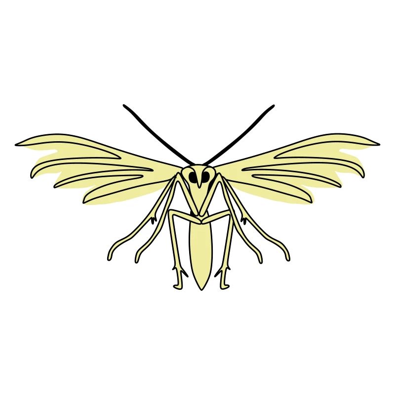 Feather moth