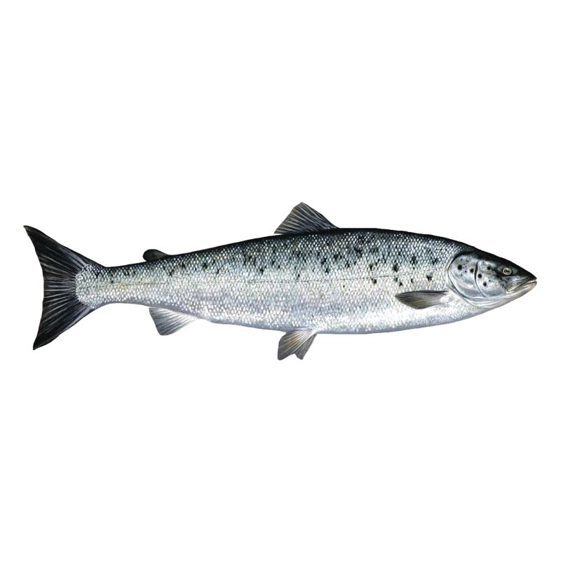salmon