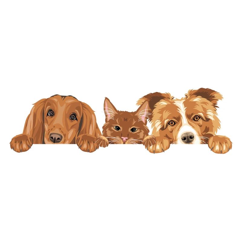 Coup d’œil mignon chat roux et deux chiens