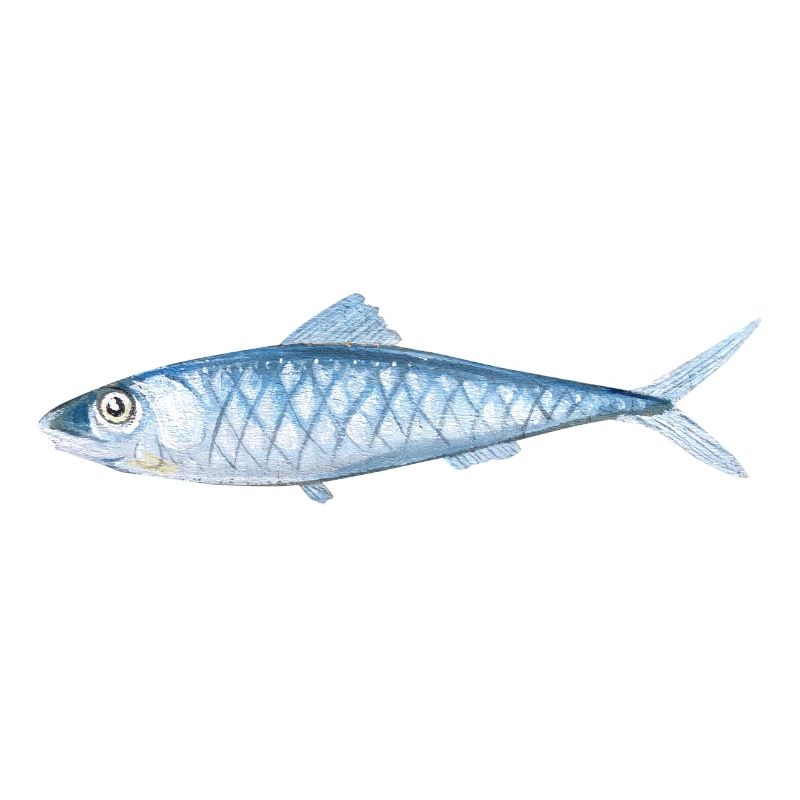 Painted fish