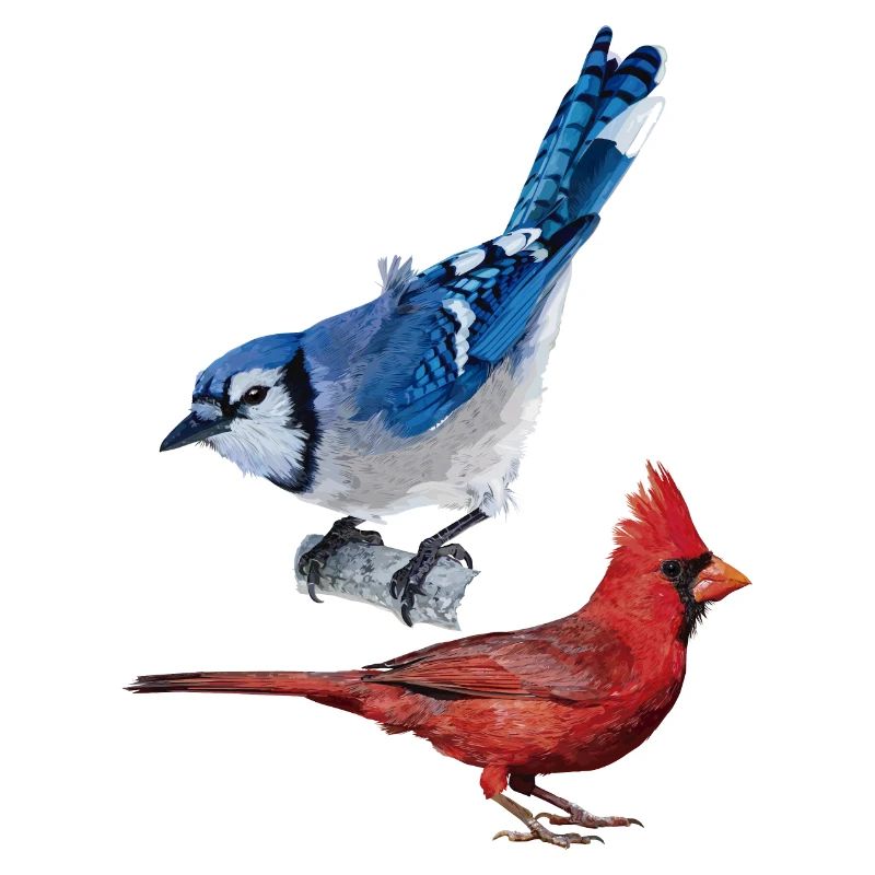 Der nördliche Kardinal und der blaue Eichelhäher