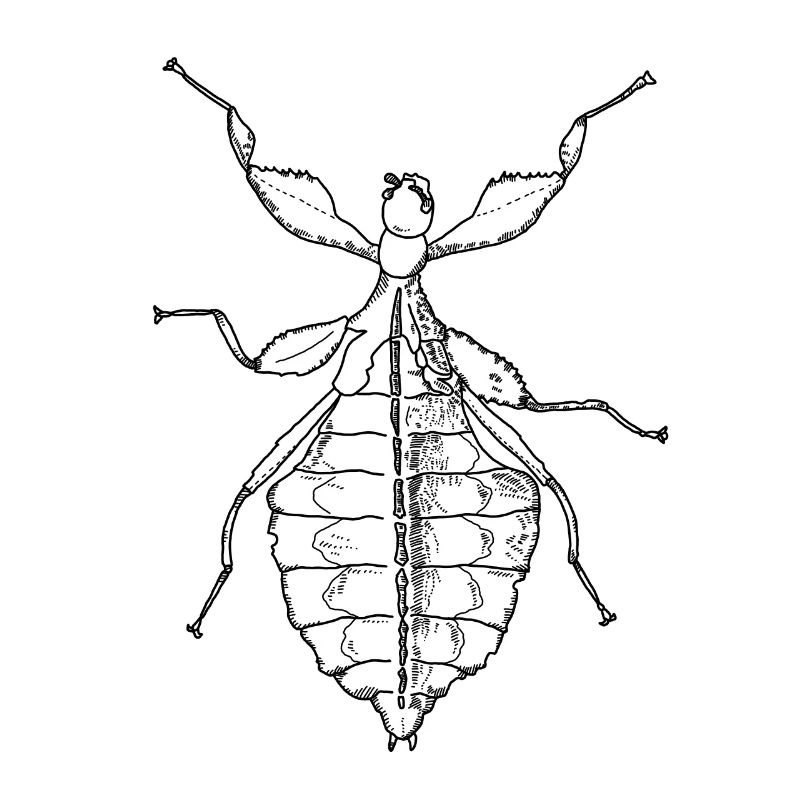 Walking Leaf - Phylliidae - Ghost Scarecrow