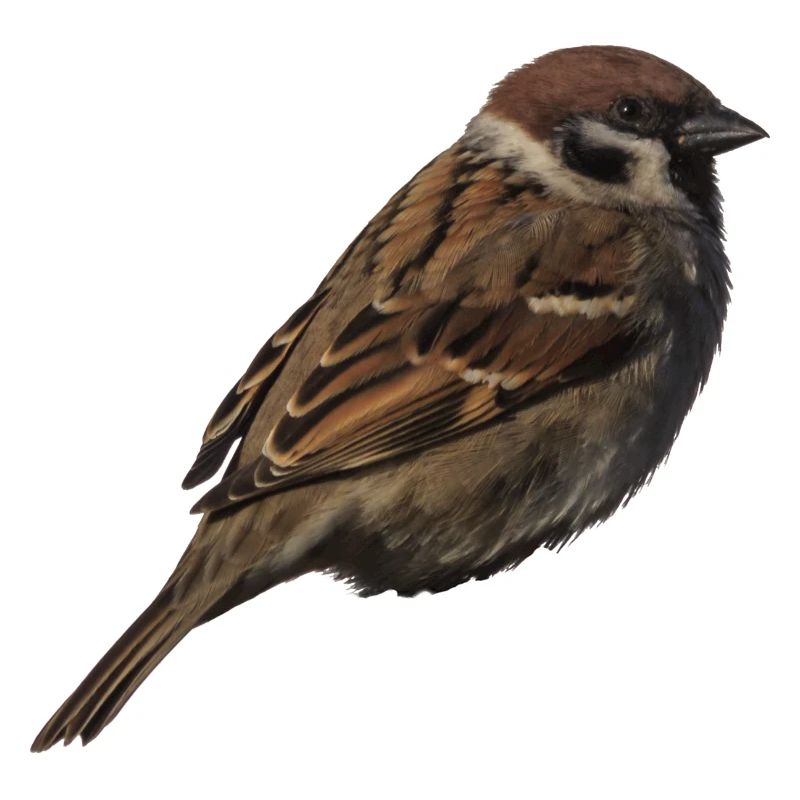 Spatz2