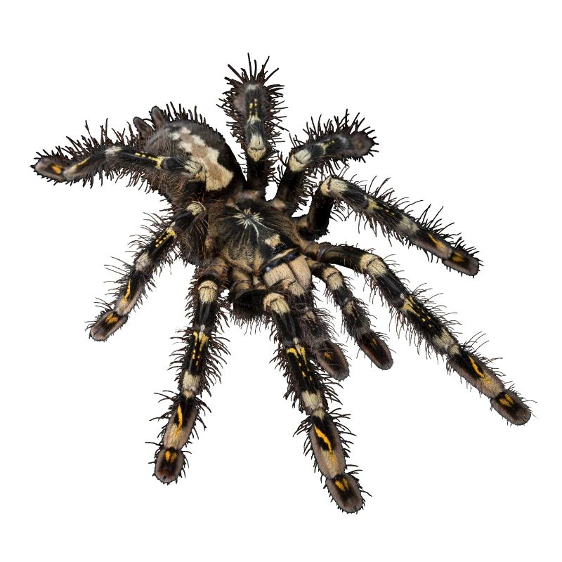 P. subfusca
