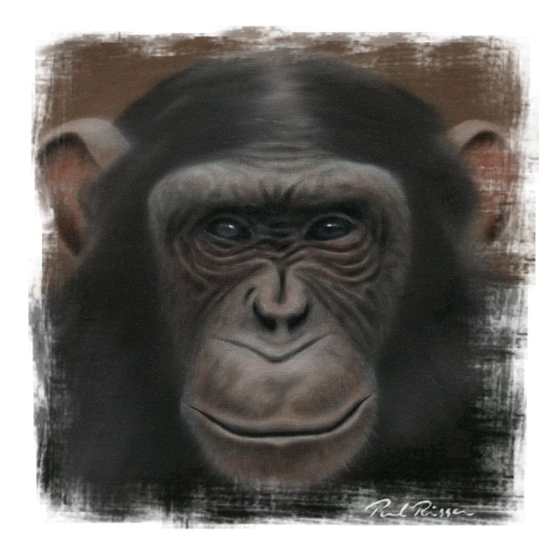 Chimpanzee