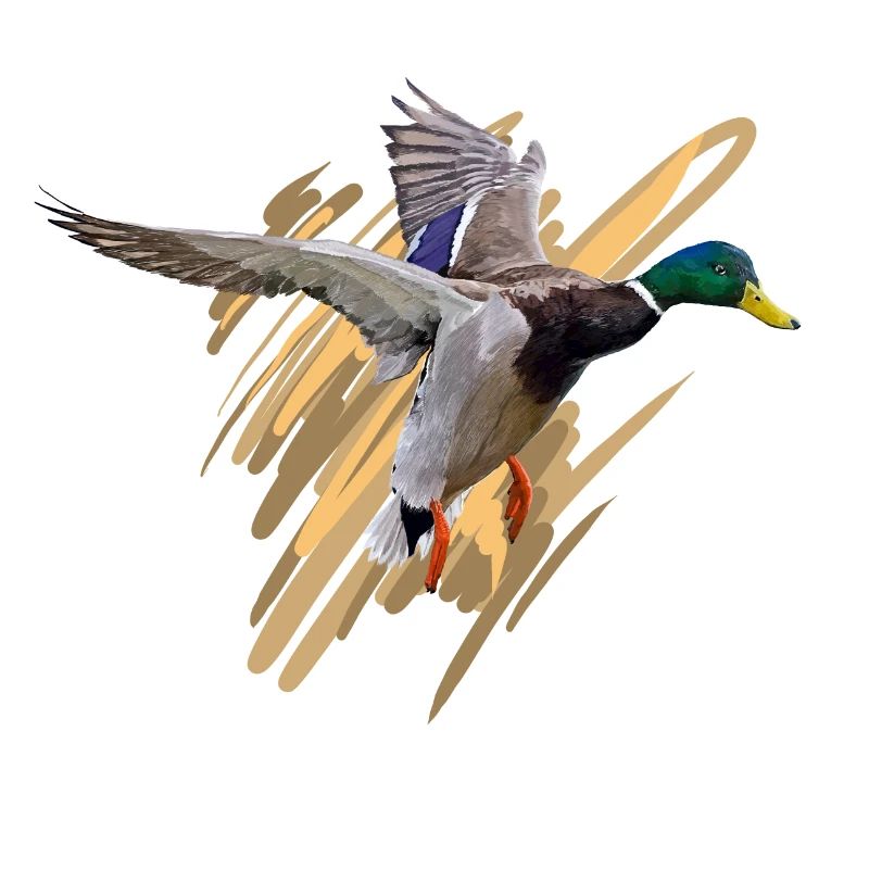 Duck