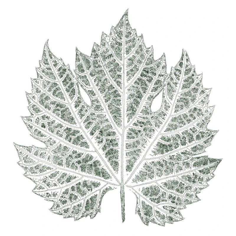 Grape Leaf / Nature Graphic Leaf