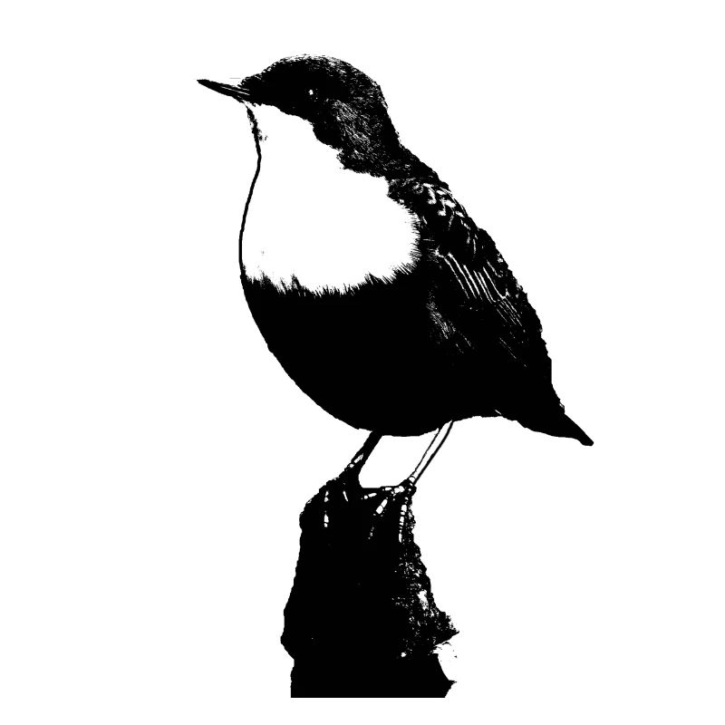 White throated Dipper transparent background