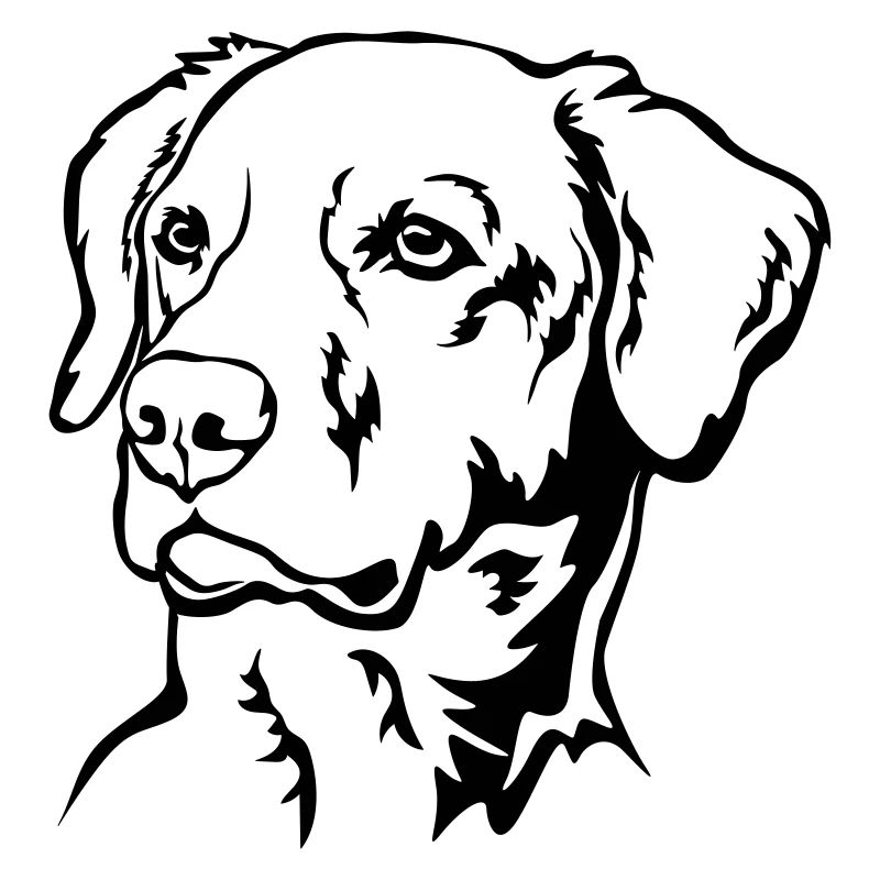 Labrador Kopf