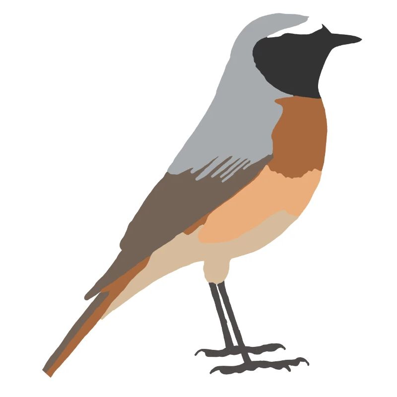 Queue rouge de jardin