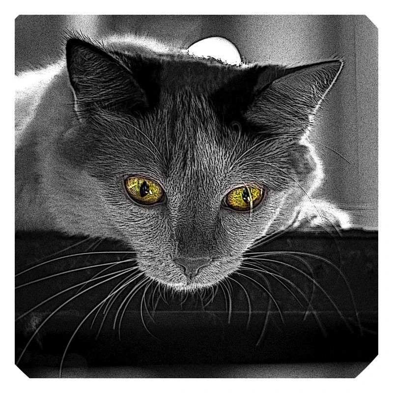 the cat