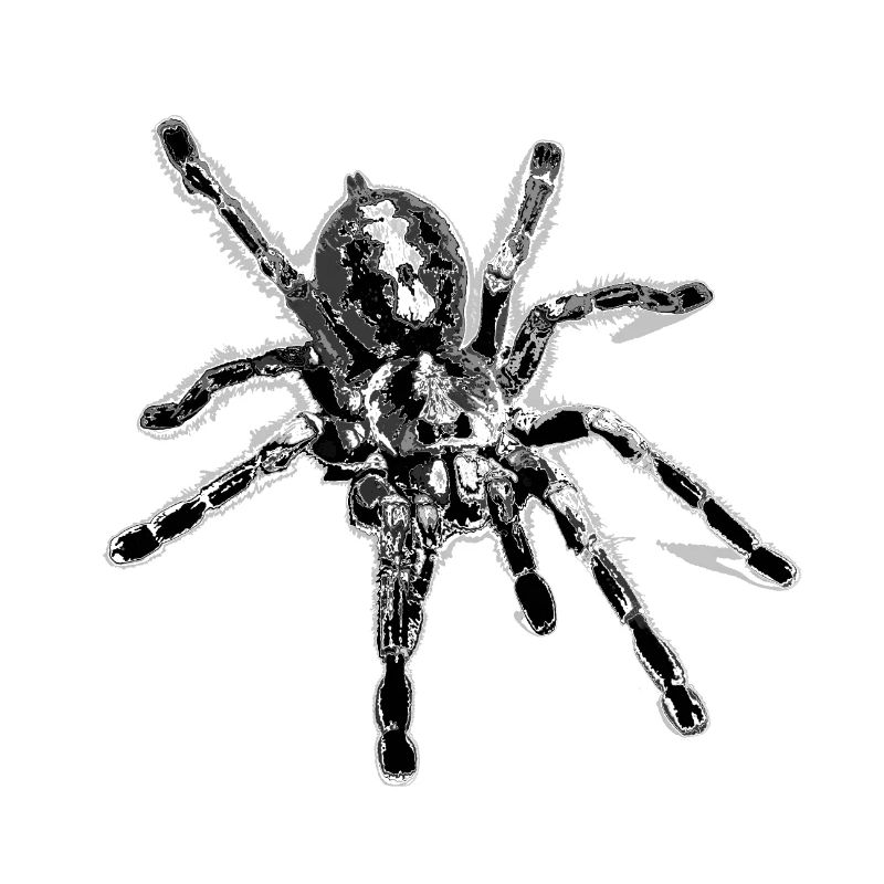 Tiger spider black, spider,