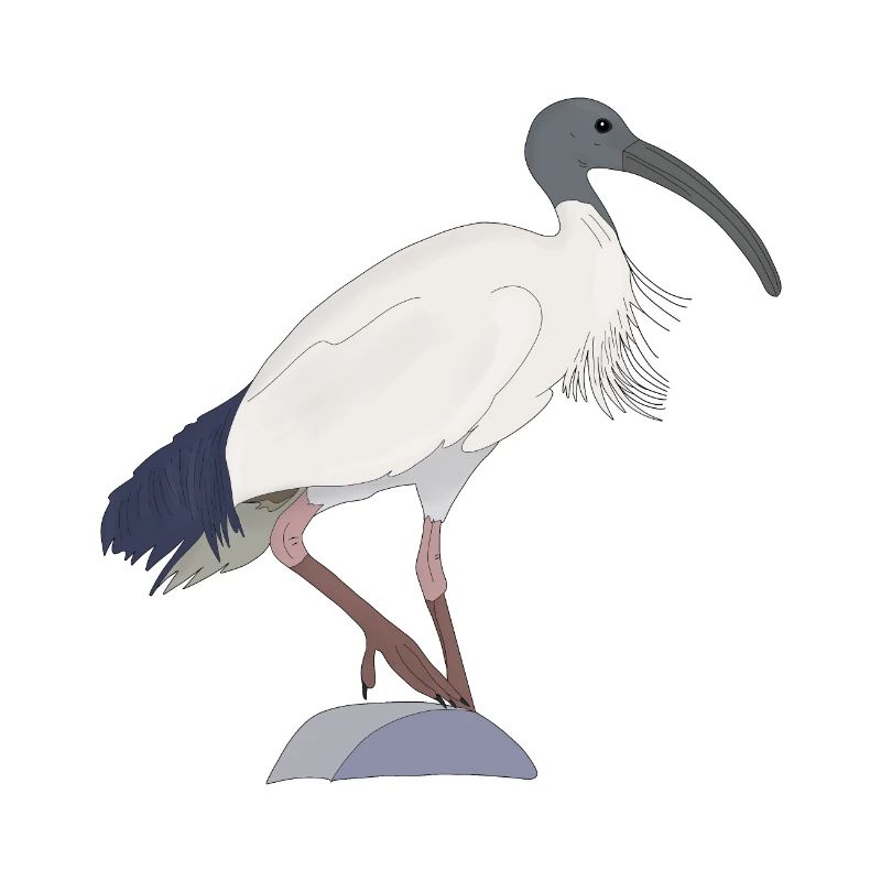 Ibis Bin Bird