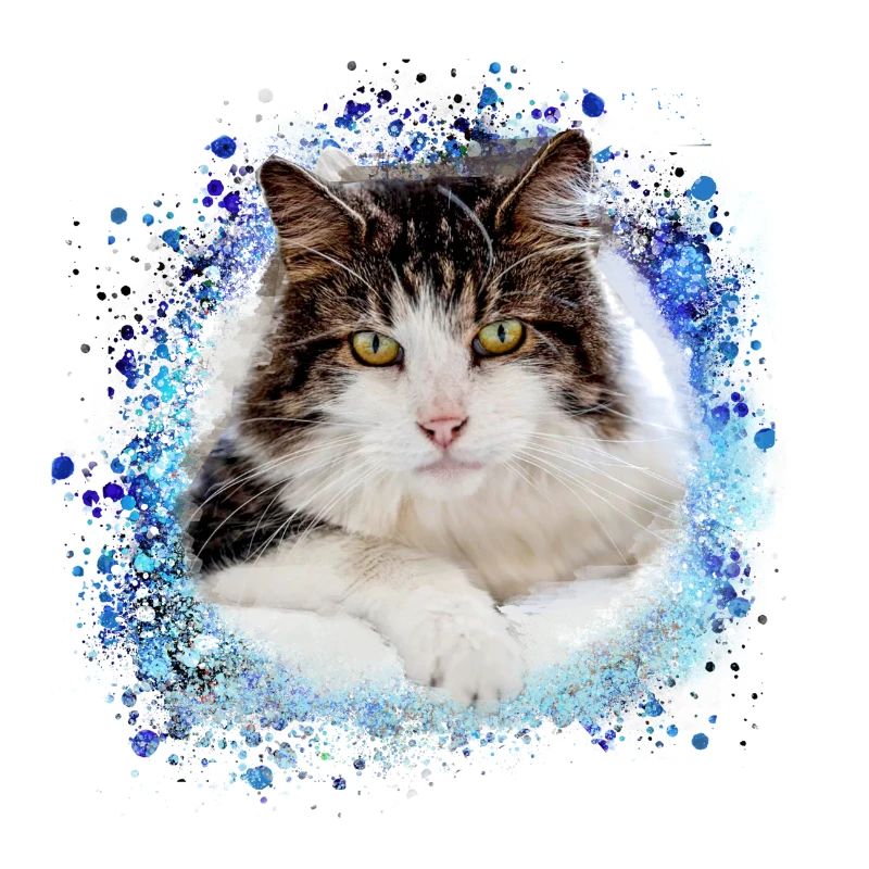 maincoon,cat,graffiti,painting, Maine Coon cat,