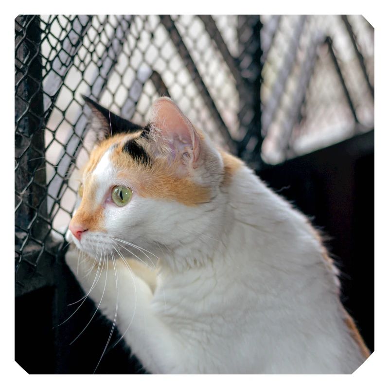 the cat