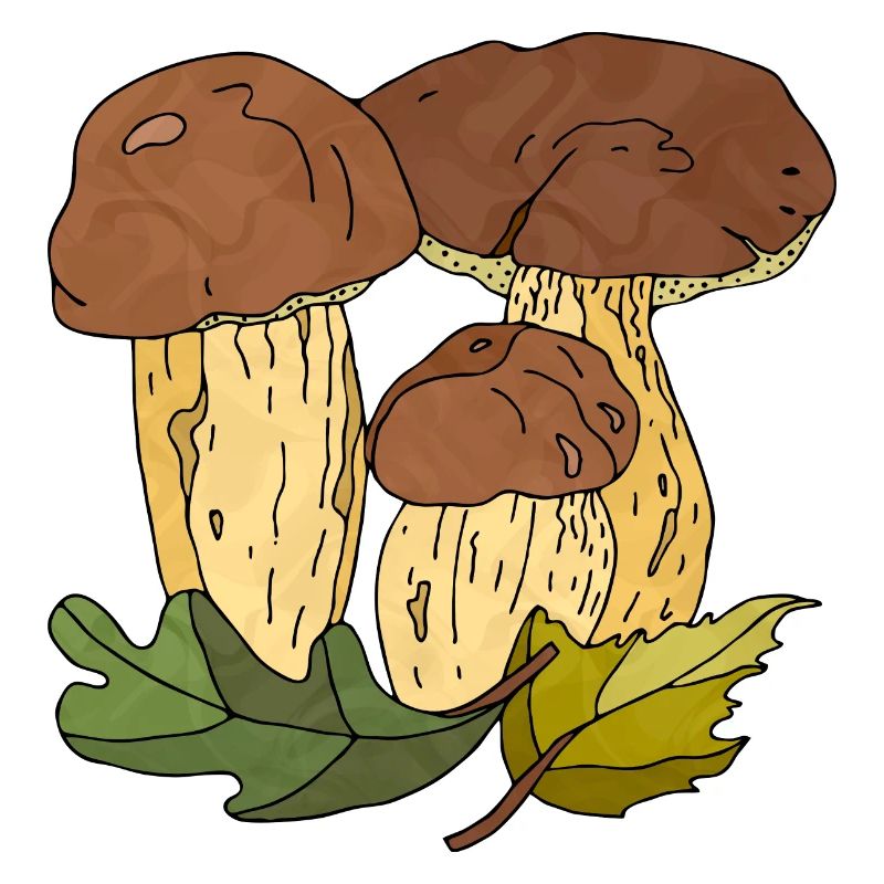 Fungi