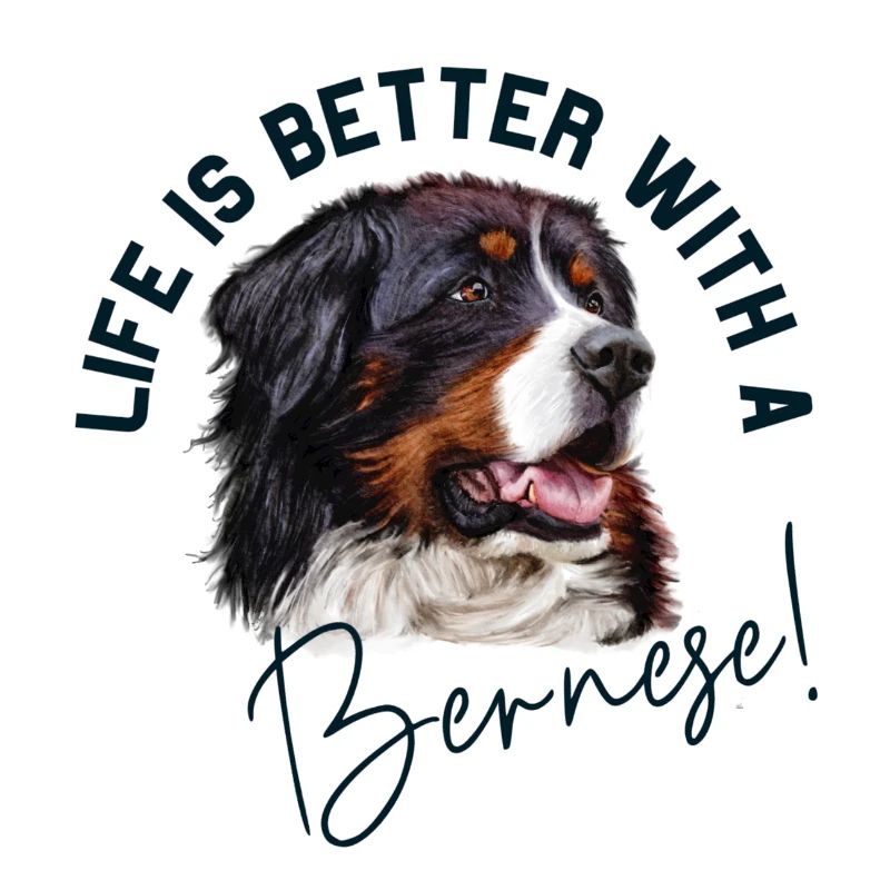 Bouvier bernois