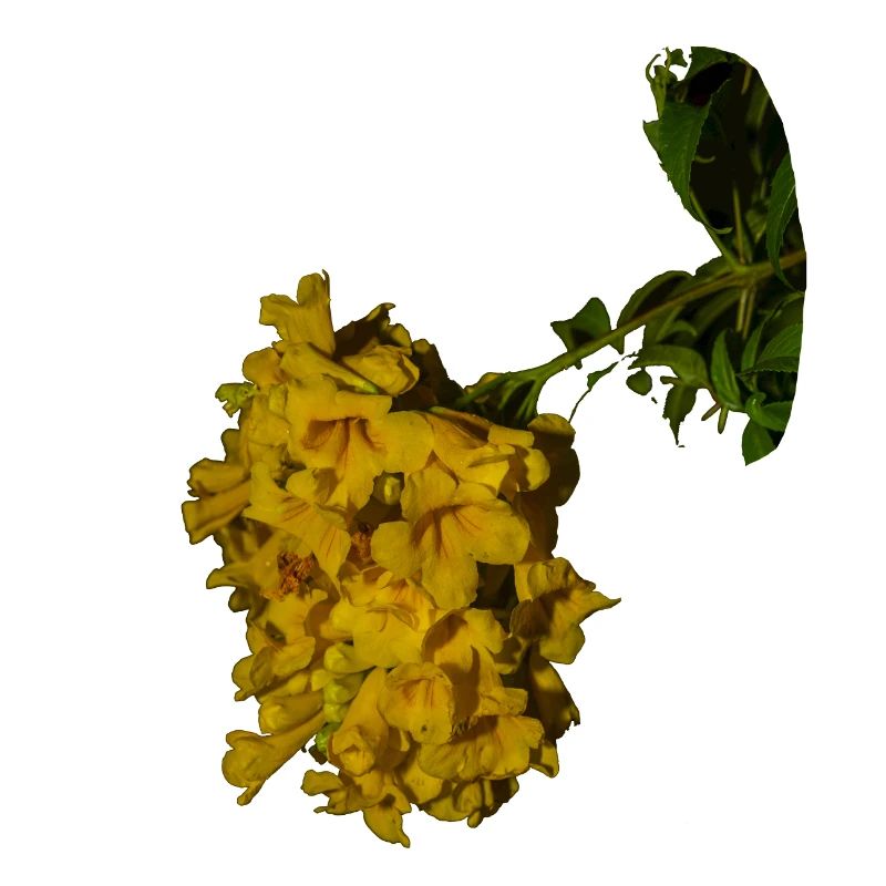 Trompette d'or