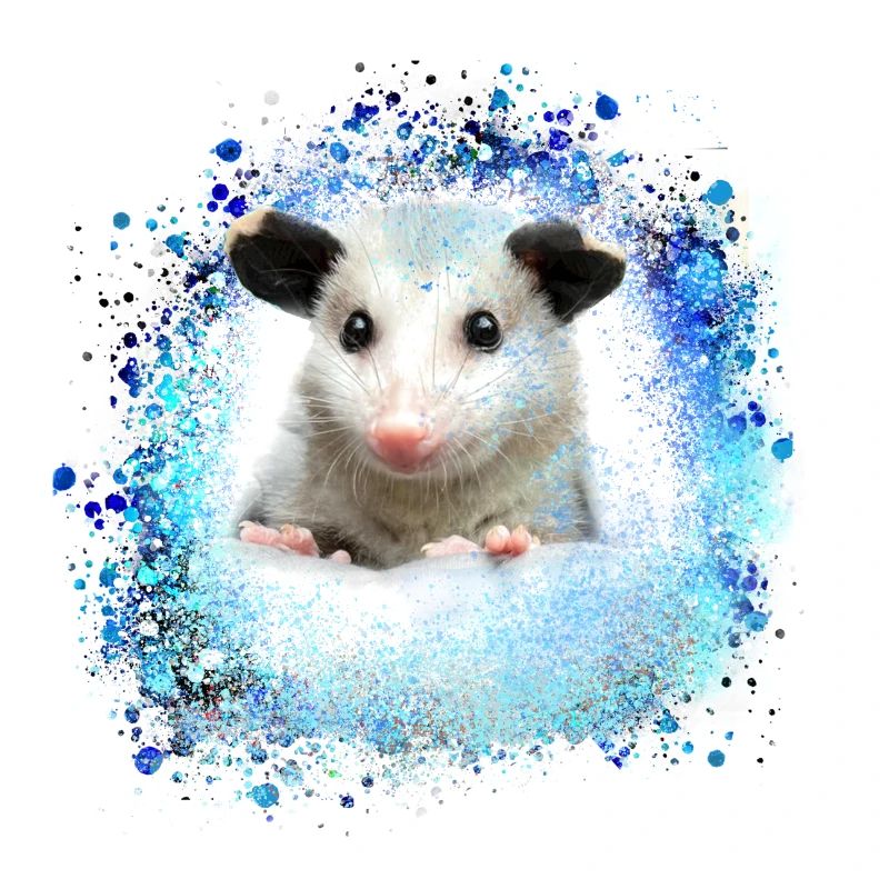 Opossum,mouse,rodent,graffiti