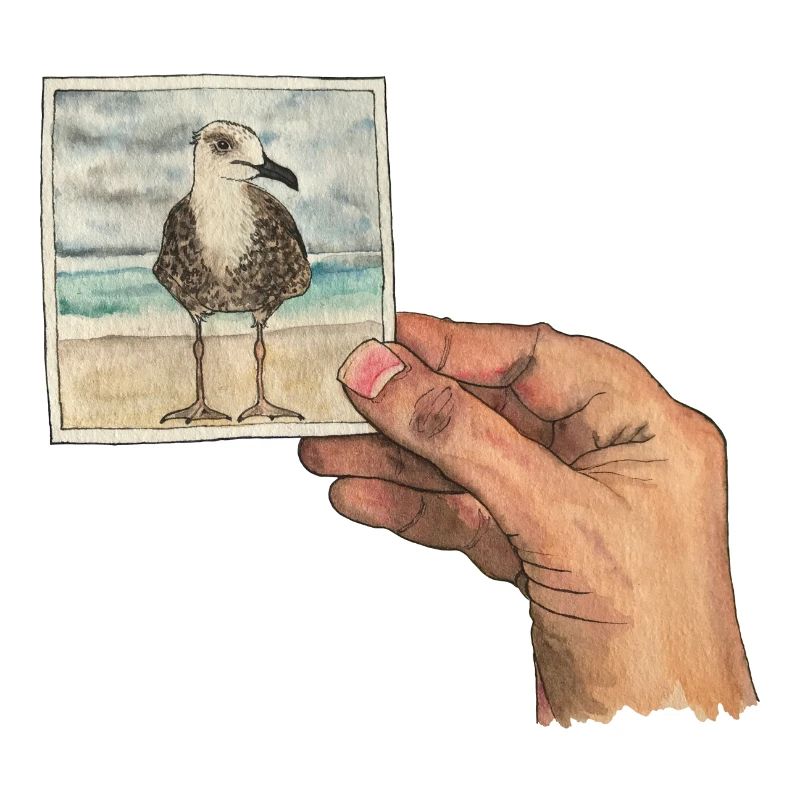 Hand mit Foto einer Möwe