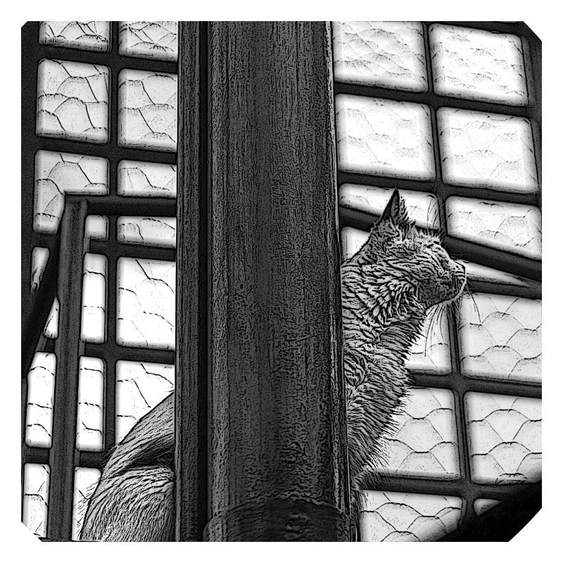 le chat sur le toit