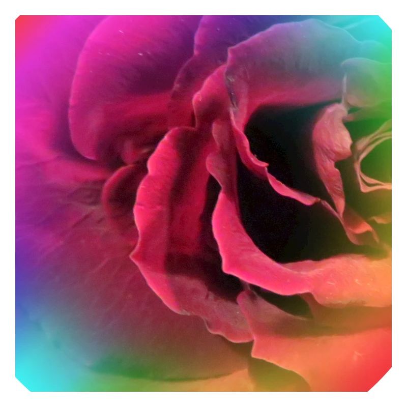 Photo multicolore créative d’une rose