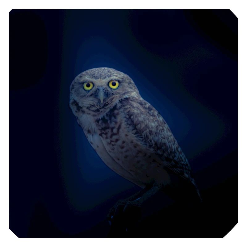 Owl owl