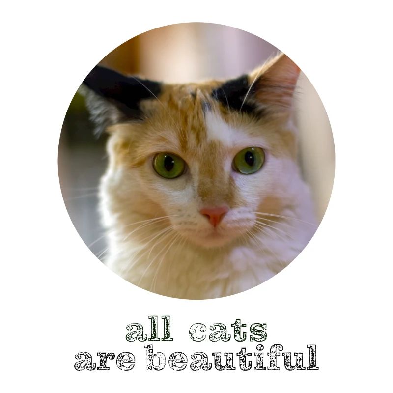 tous les chats sont beaux
